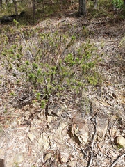 Melichrus adpressus