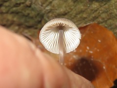 Mycena arcangeliana