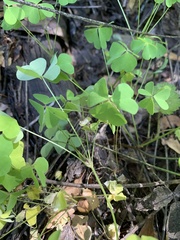 Oxalis incarnata
