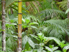 Ramphocelus carbo