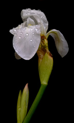 Iris albicans