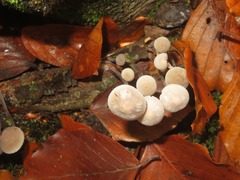 Mycena arcangeliana