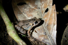 Adenomera hylaedactyla