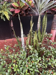 Sansevieria