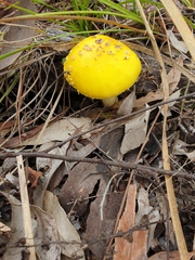 Amanita flavella