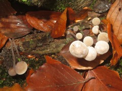 Mycena arcangeliana