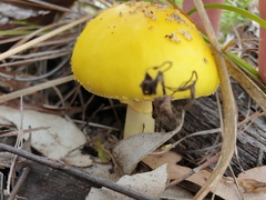Amanita flavella