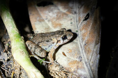 Adenomera hylaedactyla