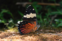 Hamadryas amphinome amphinome