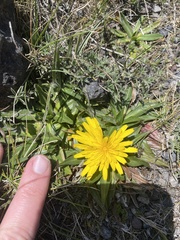 Hypochaeris sessiliflora