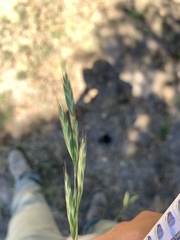 Bromus carinatus