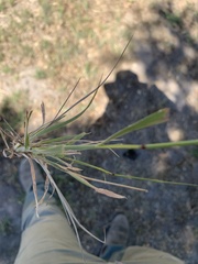 Bromus carinatus