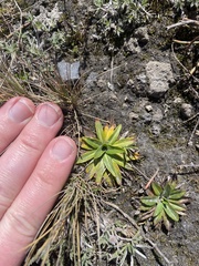 Hypochaeris sessiliflora