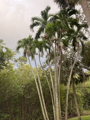 Ptychosperma elegans