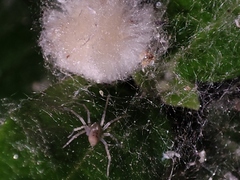 Anyphaena accentuata