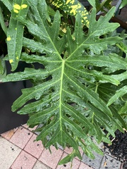 Philodendreae