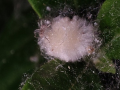 Anyphaena accentuata