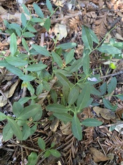 Rhinotropis californica