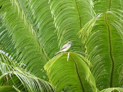 Tyrannidae