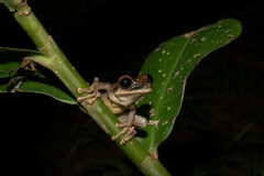Osteocephalus yasuni