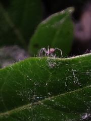 Anyphaena accentuata