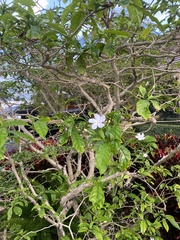 Wrightia antidysenterica