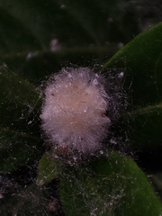 Anyphaena accentuata