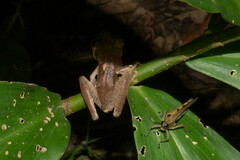 Osteocephalus yasuni