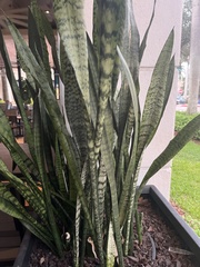 Sansevieria