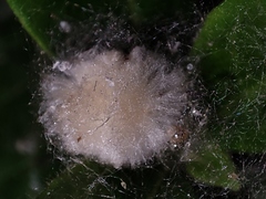 Anyphaena accentuata