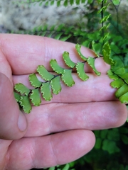 Adiantum diaphanum