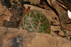 Fittonia albivenis