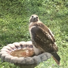 Buteo jamaicensis