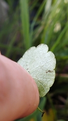 Hydrocotyle pterocarpa