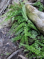 Adiantum diaphanum