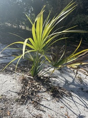 Serenoa repens