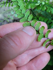 Adiantum diaphanum