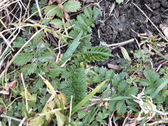 Agrimonia parviflora