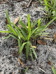 Stenotaphrum secundatum