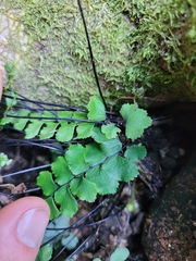 Adiantum diaphanum