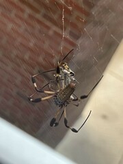 Pterygota