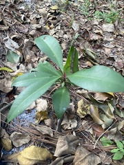 Ardisia