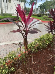 Cordyline