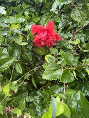 Hibiscus