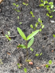 Alternanthera philoxeroides