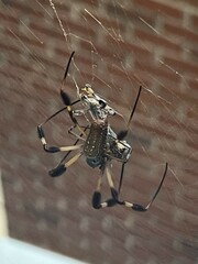 Pterygota