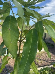 Mangifera