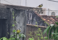 Pitangus sulphuratus