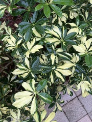 Heptapleurum arboricola