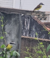 Pitangus sulphuratus